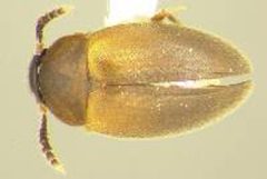 Catops basilaris dorsal view 01 by Michael Caterino. Used under a CC0 license.