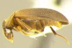 Catops basilaris lateral view by Michael Caterino. Used under a CC0 license.
