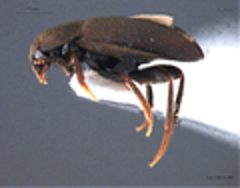 Catops paramericanus lateral view by Dominique M. Collet. Used under a CC0 license.