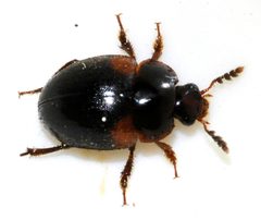 Anisotoma-humeralis-02-fws by Francisco Welter-Schultes. Used under a CC0 license.