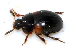 Anisotoma-humeralis-03-fws by Francisco Welter-Schultes. Used under a CC0 license.