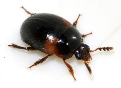 Anisotoma-humeralis-05-fws by Francisco Welter-Schultes. Used under a CC0 license.