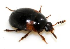 Anisotoma-humeralis-06-fws by Francisco Welter-Schultes. Used under a CC0 license.