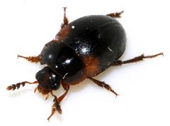 Anisotoma-humeralis-07-fws by Francisco Welter-Schultes. Used under a CC0 license.