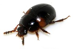 Anisotoma-humeralis-08-fws by Francisco Welter-Schultes. Used under a CC0 license.