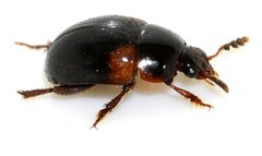 Anisotoma-humeralis-09-fws by Francisco Welter-Schultes. Used under a CC0 license.