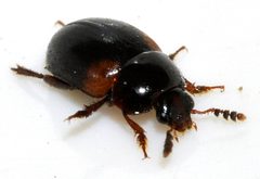 Anisotoma-humeralis-10-fws by Francisco Welter-Schultes. Used under a CC0 license.