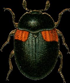 Anisotoma humeralis Jacobson by Georgiy Jacobson. Used under a Public domain license.