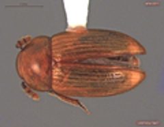 Triarthron lecontei dorsal view by Collectors J. Stockbridge, C. Bickford

Identified by Alfred F. Newton. Used under a CC0 license.
