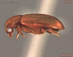 Triarthron lecontei lateral view by Collectors J. Stockbridge, C. Bickford

Identified by Alfred F. Newton. Used under a CC0 license.