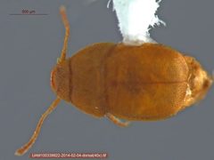 Leptinus occidentamericanus by Collectors Jill Stockbridge, S. Meierotto, I. MacDougall

Preparator Sayde Ridling. Used under a CC BY 3.0 license.