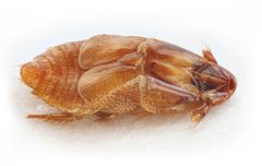 Platypsyllus castoris1 by Stanislav Snäll. Used under a CC BY 3.0 license.