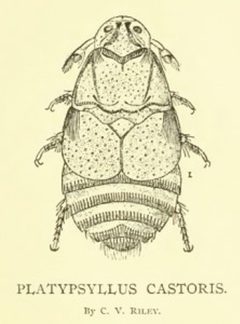 Platypsyllus castoris Castrologia 1892 by CV Riley (drawing). Used under a Public domain license.