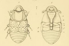Platypsyllus castoris annales1883 by Unknown authorUnknown author. Used under a Public domain license.