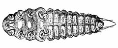 YOUNG LARVA OF PLATYPSYLLUS CASTORIS by C. V. Riley. Used under a Public domain license.