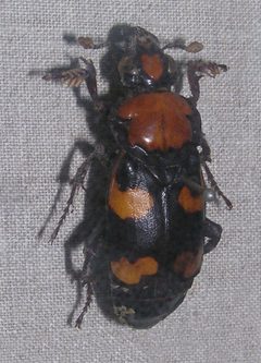 Nicrophorus americanus - Sankt-Peterburg by Andrey Butko
. Used under a CC BY-SA 3.0 license.