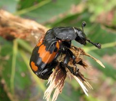 Nicrophorus hebes by Jacy Lucier. Used under a CC BY-SA 4.0 license.