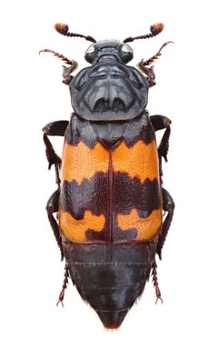 Nicrophorus investigator by Stanislav Snäll. Used under a CC BY 3.0 license.