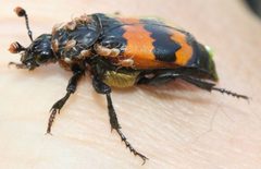 Nicrophorus investigator-fs by Magnefl. Used under a CC BY-SA 4.0 license.