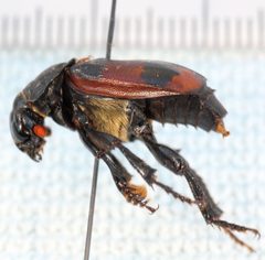 Nicrophorus investigator-ms by Magnefl. Used under a CC BY-SA 4.0 license.