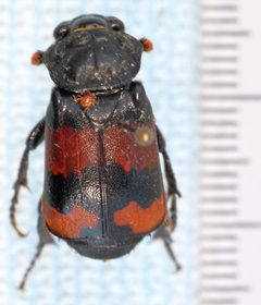 Nicrophorus investigator-o by Magnefl. Used under a CC BY-SA 4.0 license.