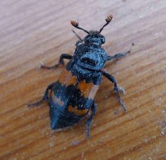 Nicrophorus investigator. Silphidae - Flickr - gailhampshire by gailhampshire from Cradley, Malvern, U.K. Used under a CC BY 2.0 license.
