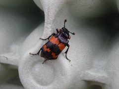 Nicrophorus investigator - Yew Tree Farm by kitenet. Used under a CC BY-SA 2.0 license.