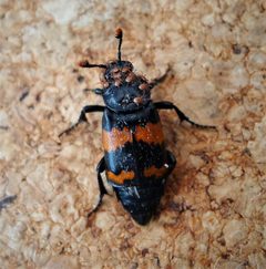 Nicrophorus investigator with mites by gailhampshire. Used under a CC BY 2.0 license.