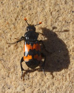 Nicrophorus marginatus by Flickr user Petrified Forest. Used under a CC BY 2.0 license.