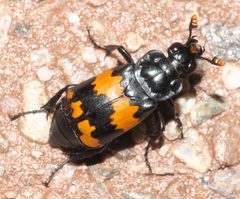 Nicrophorus mexicanus - inat 56843897 by {{{name}}}. Used under a CC BY-SA 4.0 license.