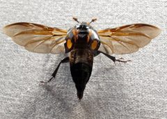 Nicrophorus orbicollis by Jacy Lucier. Used under a CC BY-SA 4.0 license.
