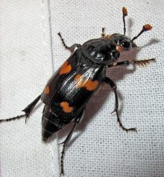 Nicrophorus orbicollis 1 by Jacy Lucier. Used under a CC BY-SA 4.0 license.