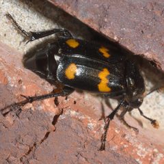 Nicrophorus orbicollis P1030116b by 
xpda. Used under a CC BY-SA 4.0 license.