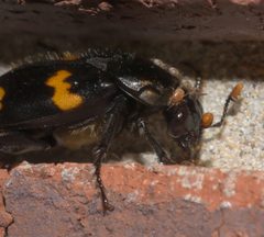 Nicrophorus orbicollis P1030117b by 
xpda. Used under a CC BY-SA 4.0 license.