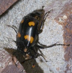 Nicrophorus orbicollis P1650522a by 
xpda. Used under a CC BY-SA 4.0 license.