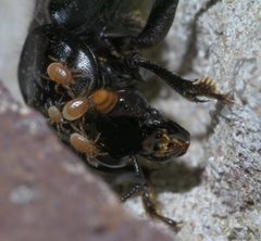 Nicrophorus orbicollis P1650524a by 
xpda. Used under a CC BY-SA 4.0 license.