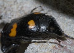 Nicrophorus orbicollis P1650525a by 
xpda. Used under a CC BY-SA 4.0 license.