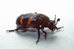 Necrophorus tomentosus by LASZLO ILYES (laszlo-photo) from Cleveland, Ohio, USA. Used under a CC BY 2.0 license.