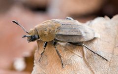 Aclypea opaca by alaskanent. Used under a CC BY-SA 2.0 license.