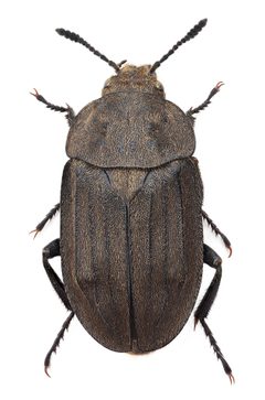Aclypea opaca1 by Stanislav Snäll. Used under a CC BY 3.0 license.