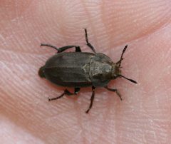 Aclypea opaca2 by Sandy Rae. Used under a CC BY-SA 3.0 license.