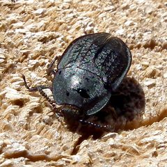 Heterosilpha ramosa by Jacy Lucier. Used under a CC BY-SA 4.0 license.