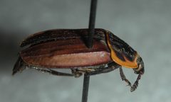 Oiceoptoma noveboracense - Bug side by Mehermance (talk) (Uploads). Used under a Public domain license.