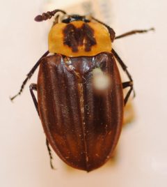 F6-2 Oxelytrum discicolle by NHM Beetles and Bugs. Used under a CC BY 2.0 license.