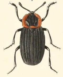 Silpha discicollis by Alcide d'Orbigny. Used under a Public domain license.