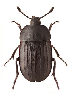 Silpha tristis by Stanislav Snäll. Used under a CC BY 3.0 license.
