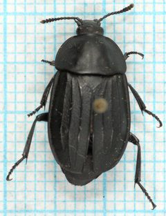 Silpha tristis-o by Magnefl. Used under a CC BY-SA 4.0 license.