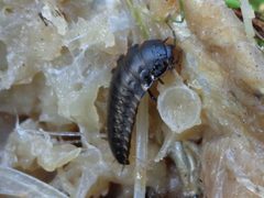 Silpha tristis larva 01 by AfroBrazilian. Used under a CC BY-SA 3.0 license.