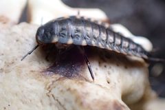 Silpha tristis larvae by Garnhami. Used under a CC BY-SA 4.0 license.