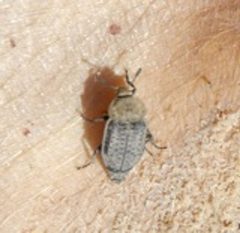 Thanatophilus lapponicus by K.bygarski. Used under a CC BY-SA 3.0 license.